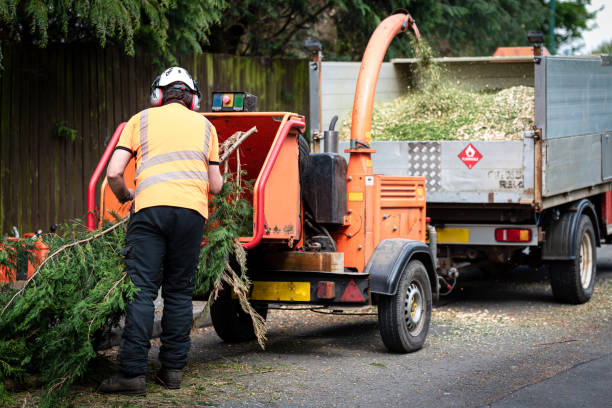 Reliable Hawthorne, NY Tree Care Services Solutions